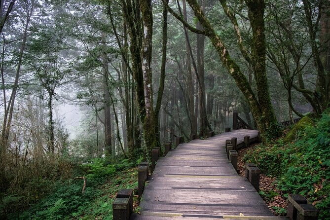 Alishan Join In Day Tour from Taichung (Incl. Park Entrance) - Why Alishan makes a worthwhile day from Taichung