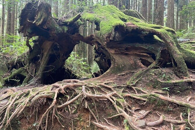 Alishan One Day Tour from Taichung - Longyin Temple brings a calm first stop