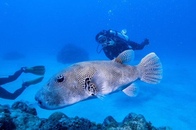 Discover Scuba Diving With Sea Turtles – Xiaoliuqiu, Taiwan - Is $83 a fair price?