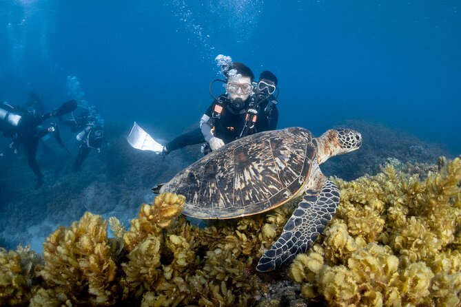 Discover Scuba Diving With Sea Turtles – Xiaoliuqiu, Taiwan - Meeting green sea turtles in their natural habitat
