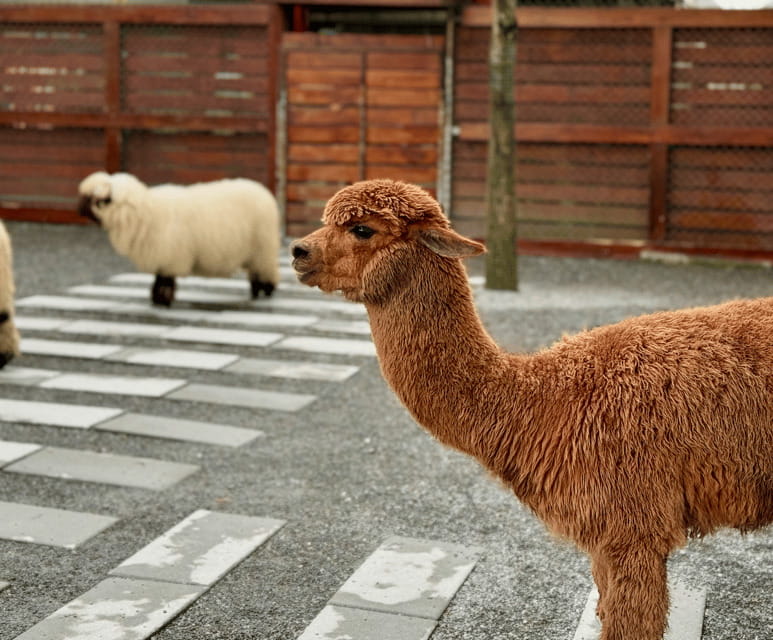 From Taipei: Private Custom Yilan Tour with Local Guide - Meeting rural Yilan at Zhang Mei Ama’s Farm