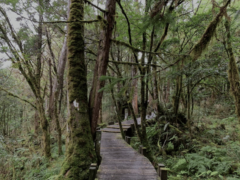 From Taipei: Taipingshan National Forest Private Day Tour - Should you book it?
