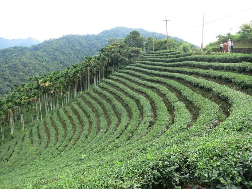 From Taipei: Thousand Island Lake and Pinglin Tea Plantation - Pinglin Tea Plantation: seeing tea as a local product
