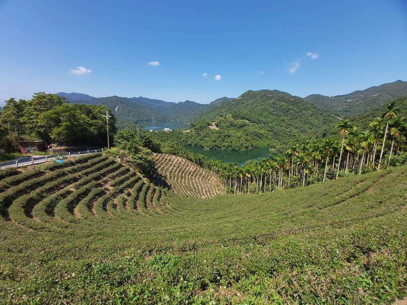 From Taipei: Thousand Island Lake and Pinglin Tea Plantation - The tea shop and proper Taiwanese brewing