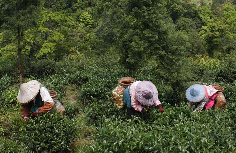 From Taipei: Thousand Island Lake and Pinglin Tea Plantation - A short look at Pinglin Old Street