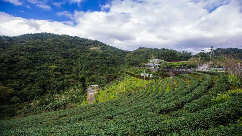 From Taipei: Thousand-Island Lake & Tea Museum Private Tour - Walking through the Bagua Tea Plantation