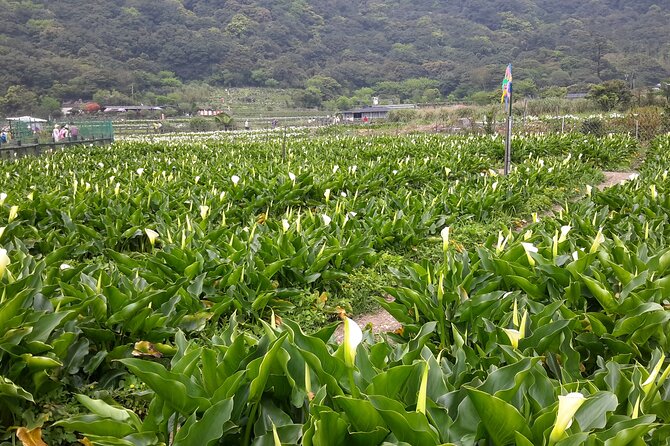 Keelung port pick up day tour ( private group) - Jiufen’s steep lanes and mining-town past