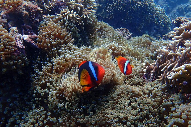 Kenting, Taiwan｜Snorkeling Free underwater photography One-on-one with instructor｜Taiwan Diving Snorkeling - The short trip to Kenting National Park
