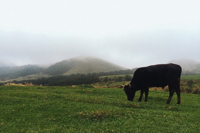 One Day Hike around Taipei's Yangmingshan National Park - Key Points Before You Book