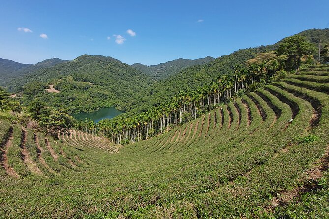 Pinglin Tea Culture & Maokong Day Tour from Taipei - Walking the Maokong Jhangshu Trail