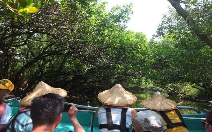 Tainan: Sicao Green Tunnel Scenic Boat Ride - Wildlife and the limits of the commentary