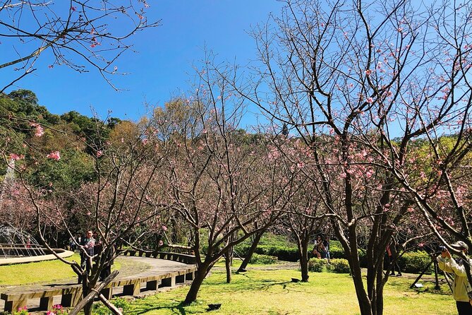 Taipei Cherry Blossom Day Tour to Yangmingshan and Tamsui - Tian Yuan Temple and its spring setting