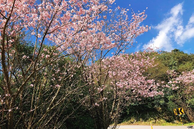 Taipei Cherry Blossom Day Tour to Yangmingshan and Tamsui - Sunset at Tamsui Fisherman’s Wharf