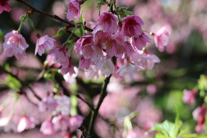 Taipei Cherry Blossom Day Tour to Yangmingshan and Tamsui - Guides, vehicles, and the group experience