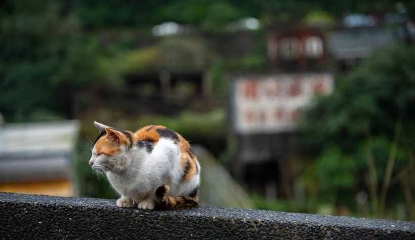 Taipei: Jiufen,Shifen & Houtong Cat Village Private Day Tour - Six things to know before booking