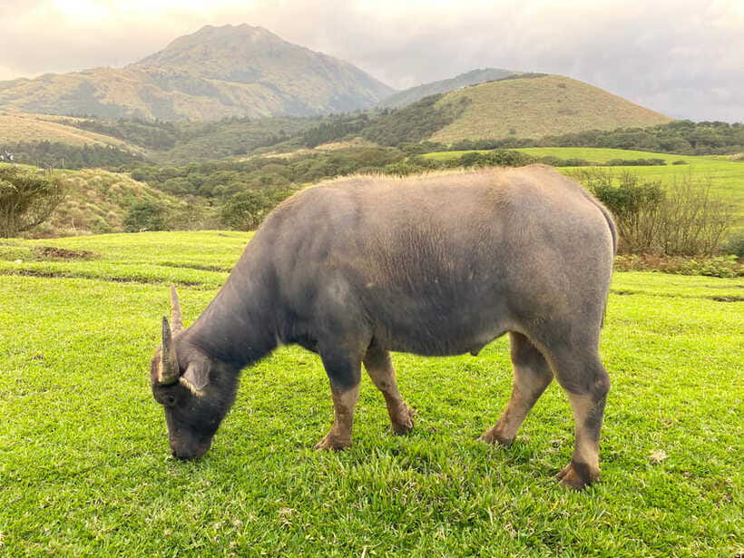 Taipei: Yangmingshan & Beitou Full-Day Tour - Ending at Shilin Night Market