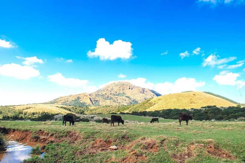 Taipei: Yangmingshan & Beitou Full-Day Tour - Is $73 a fair price?