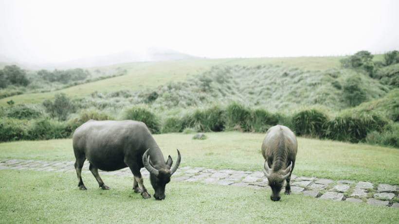 Taipei: Yangmingshan National Park Half-Day Tour - Bamboo Lake and the changing seasons