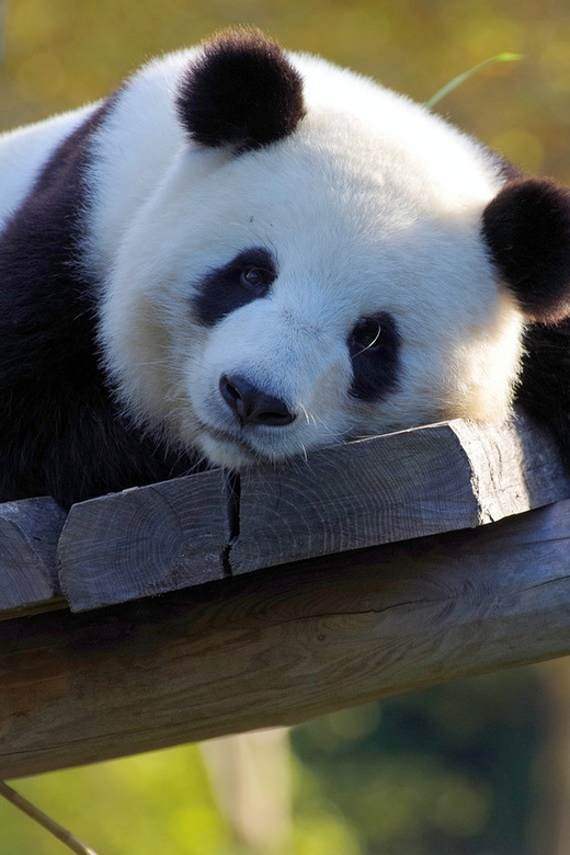 Taipei: Zoo Entrance Ticket - What makes Taipei Zoo worth your time