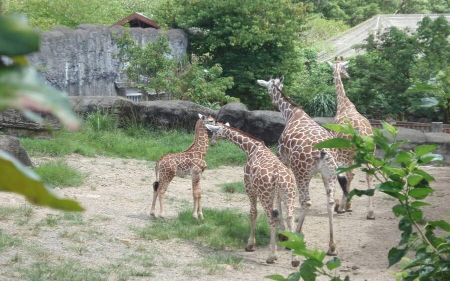 Taipei: Zoo Entrance Ticket - The best way to use your day
