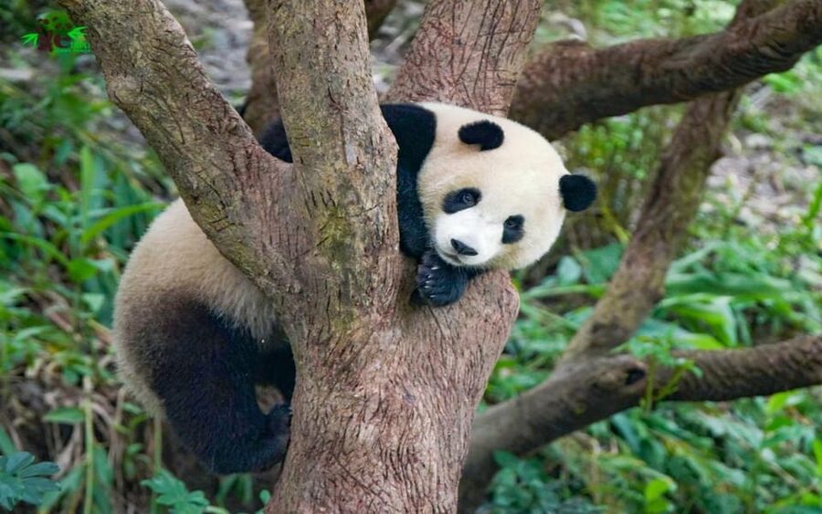 Taipei: Zoo Entrance Ticket - Should you book the Taipei Zoo and Gondola ticket?