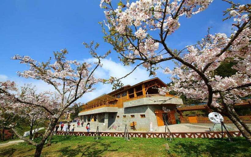 Taiwan: Alishan National Forest Recreation Area E-ticket - Key things to know before visiting Alishan