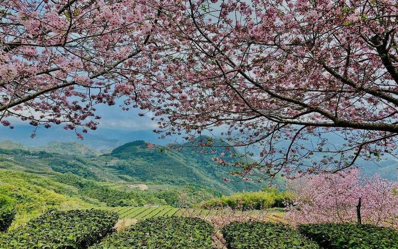 Taiwan: Alishan National Forest Recreation Area E-ticket - Why Alishan is worth the trip