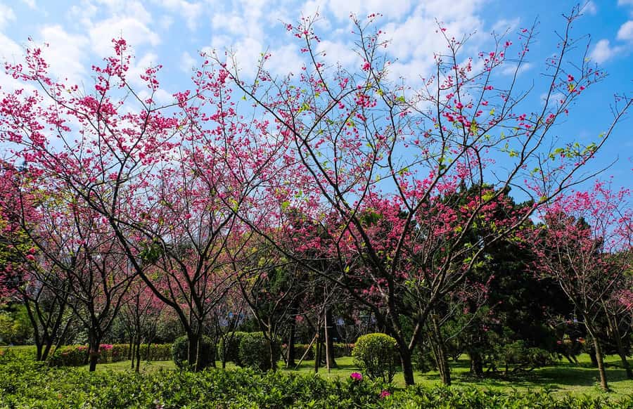 Taiwan Taipei: 8-Hour Customized Taipei City Exploration! - Chiang Kai-shek Memorial Hall for open space and ceremony