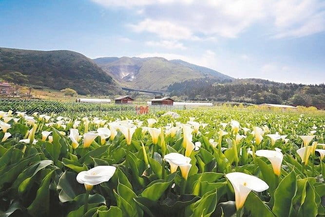 Taiwan TST : Private Tour Taipei, Yangmingshan, Beitou, Tamsui - Lengshuikeng: a gentler geothermal walk