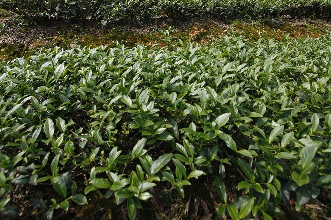 Thousand Island Lake and Pinglin Tea Plantation from Taipei - Bagua Tea Garden and the hillside rows