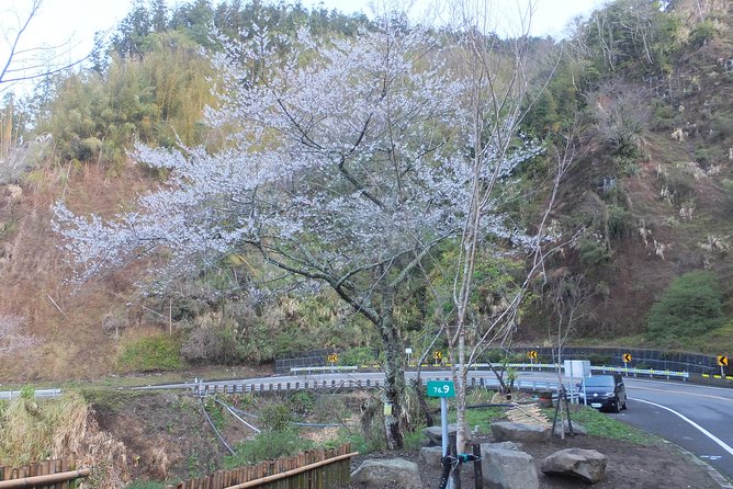 Two-day Sun Moon Lake & Alishan Forest Park Tour Package - Alishan brings forests, tea, and mountain villages